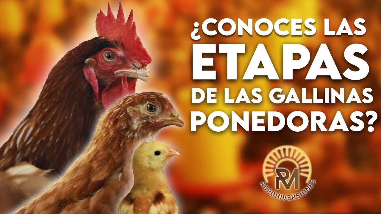 Cuales son las ETAPAS de las GALLINAS PONEDORAS