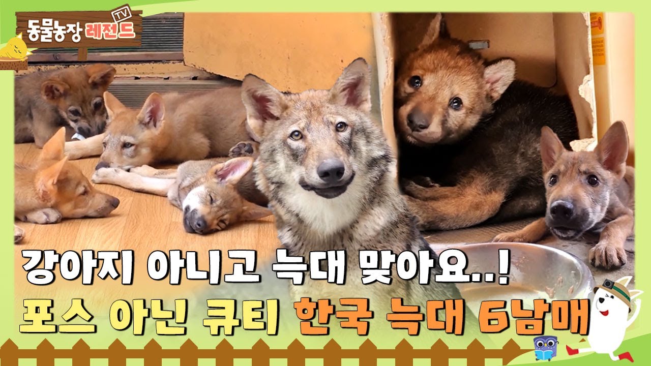 [TV 동물농장 레전드/SUB] 강아지 아니고 늑대 맞아요...! 포스 아닌 큐티 한국 늑대 6남매! #TV동물농장 #AnimalFarm #SBSstory