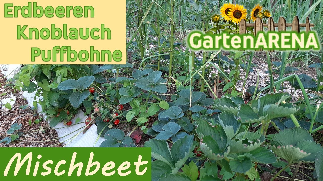 Erdbeere-Knoblauch-Bohnen-Mischbeet | Mischkultur mit guten Nachbarn
