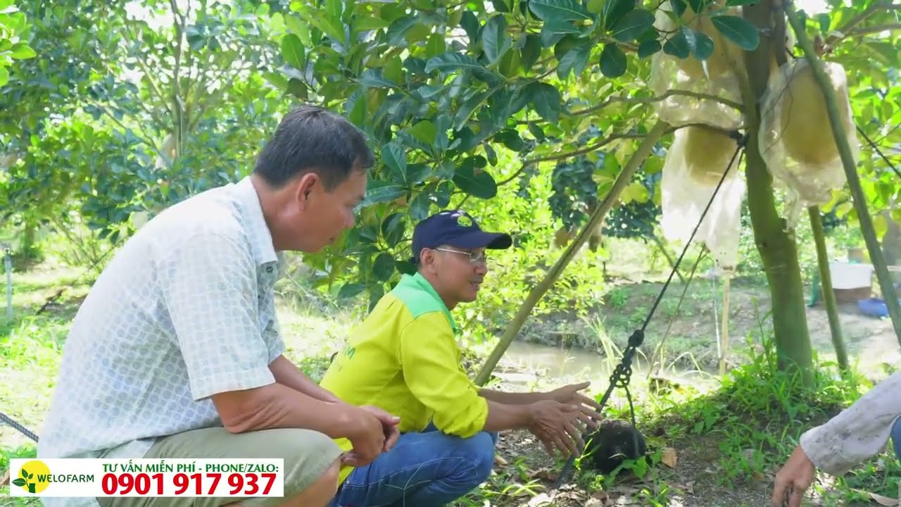 Bón Phân sai cách làm vườn suy yếu, Hướng dẫn cách khắc phục hiệu quả