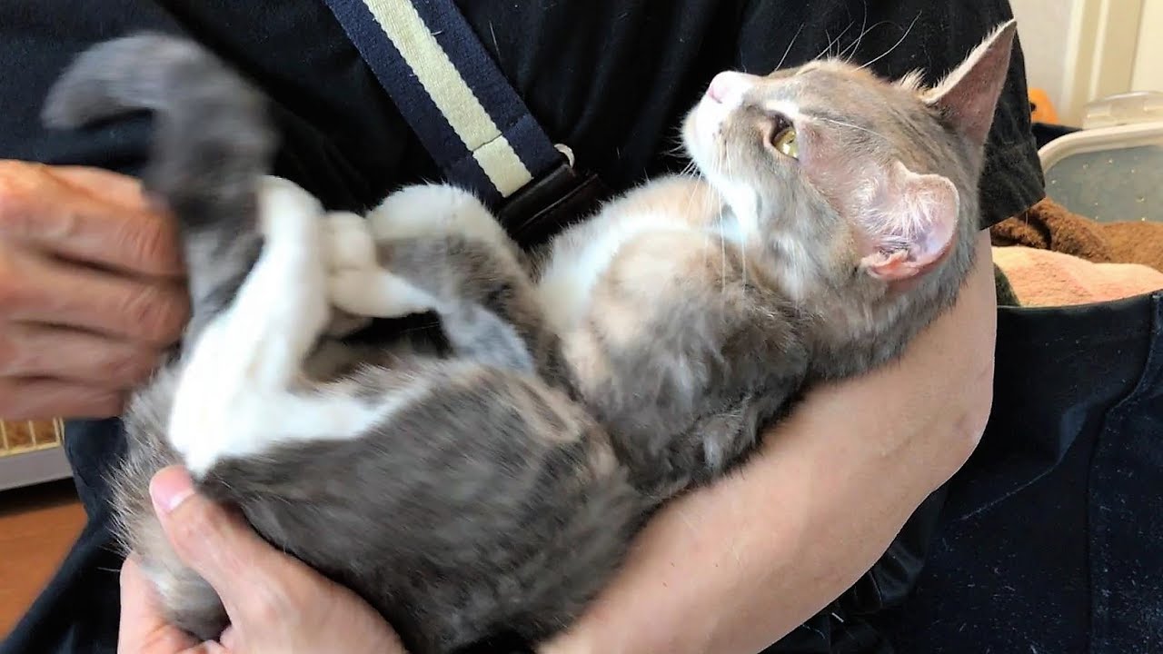 猫ちゃんは、今日も安定の甘えっぷり　猫に愛され過ぎて困っています14