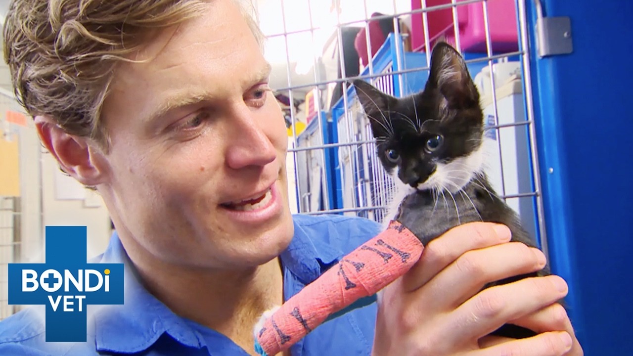 Race Against Time To Save Cute Kittens In Danger 🥺 | Best Of Bondi Vet