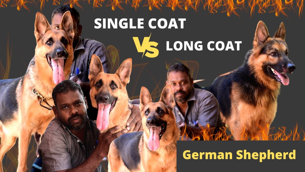 Short Coat German Shepherd | Massive Dog Kanyakumari - Nanba Kennel