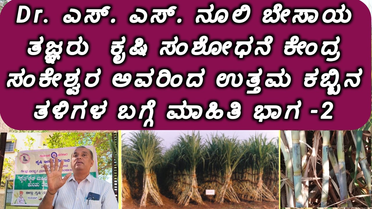 Dr. ಎಸ್. ಎಸ್. ನೂಲಿ ಕೆ. ವಿ. ಕೆ ಸಂಕೇಶ್ವರ ಅವರಿಂದ ಕಬ್ಬಿನ ಬೆಳೆಯ ಸಂಪೂರ್ಣ ಮಾಹಿತಿ ಭಾಗ -2/ Sugarcane farming