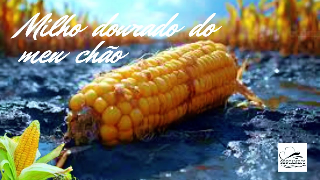 Milho dourado do meu chão -Compositor  Ricardo Campos