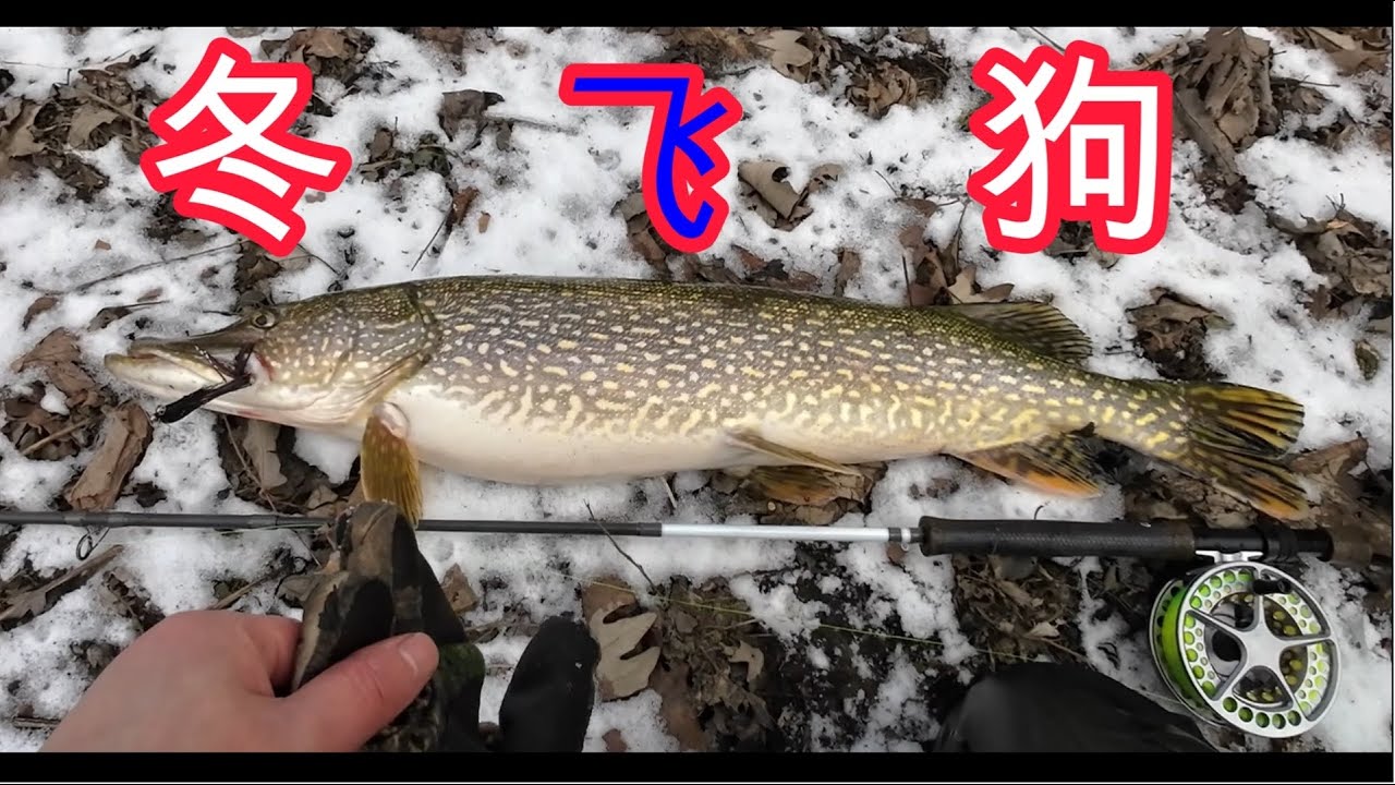 冬季飞钓狗鱼－冬季河流钓狗鱼，如何找鱼，用饵，及其它