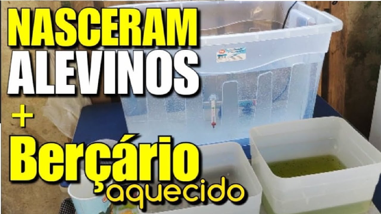● NASCERAM ALEVINOS e os coloquei num BERÇÁRIO AQUECIDO!