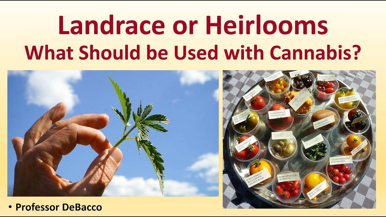 Landrace or Heirlooms What Should be Used with Cannabis