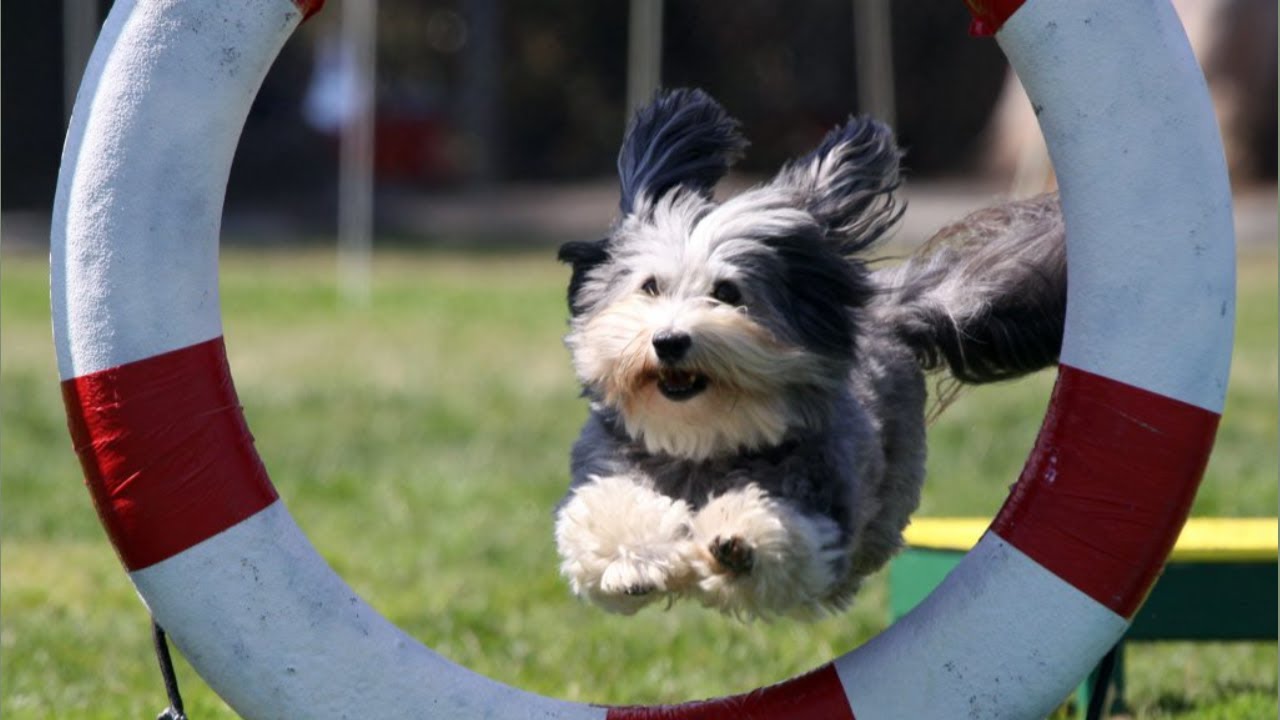 Cute Havanese Dogs Agility and Training & Compilation | Lovely Havanese Puppies Tricks!