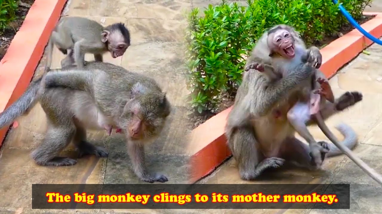 The baby monkey cannot leave its mother even for a moment, it will lose its temper and jump up.
