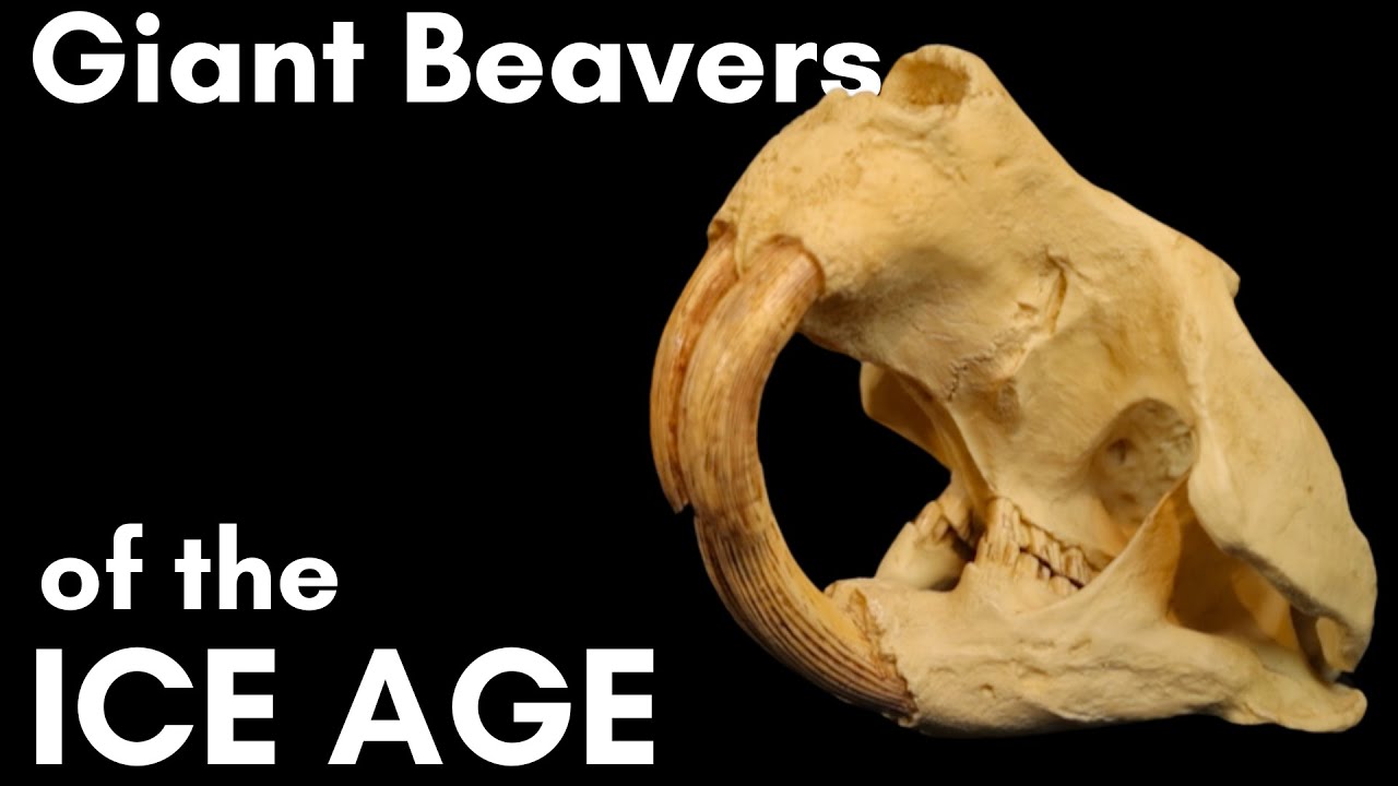 Giant Beavers of the Ice Age