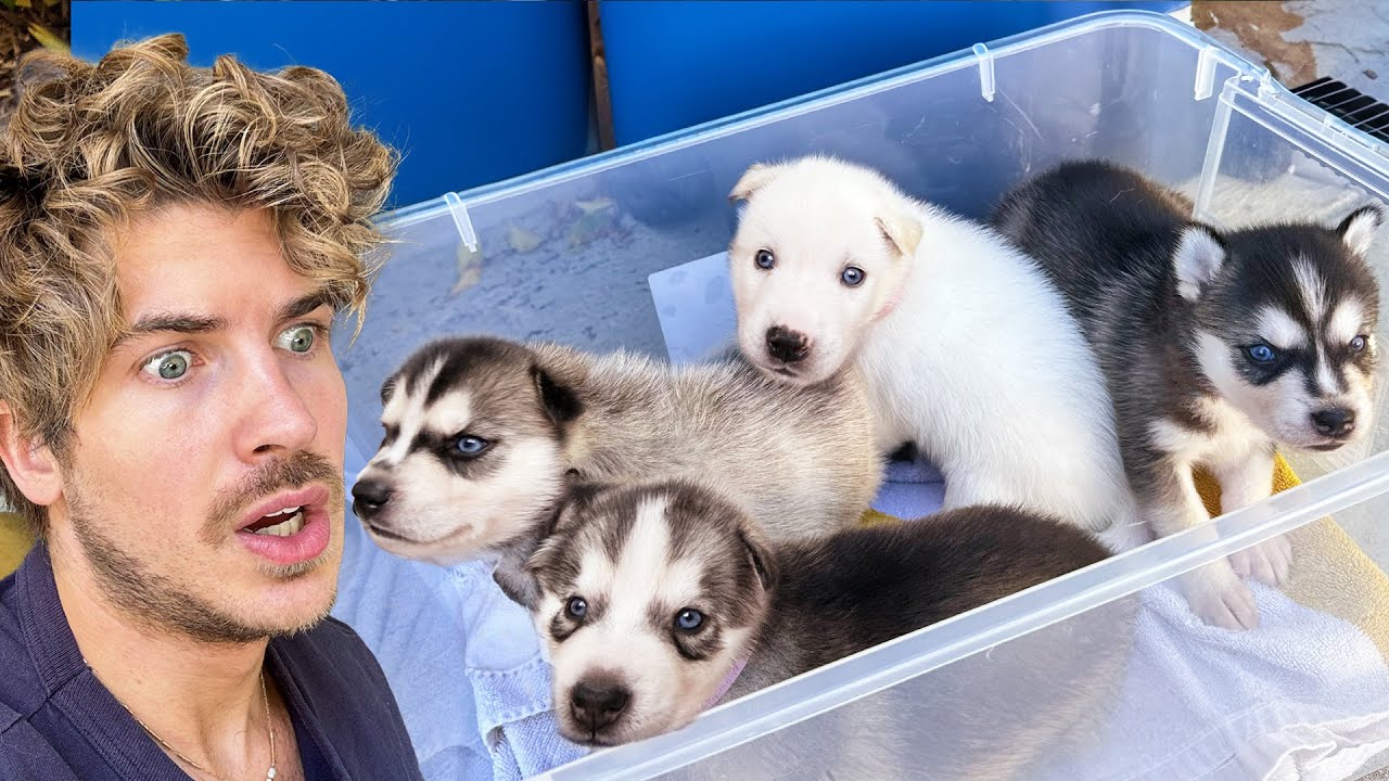 I Found Abandoned Puppies!
