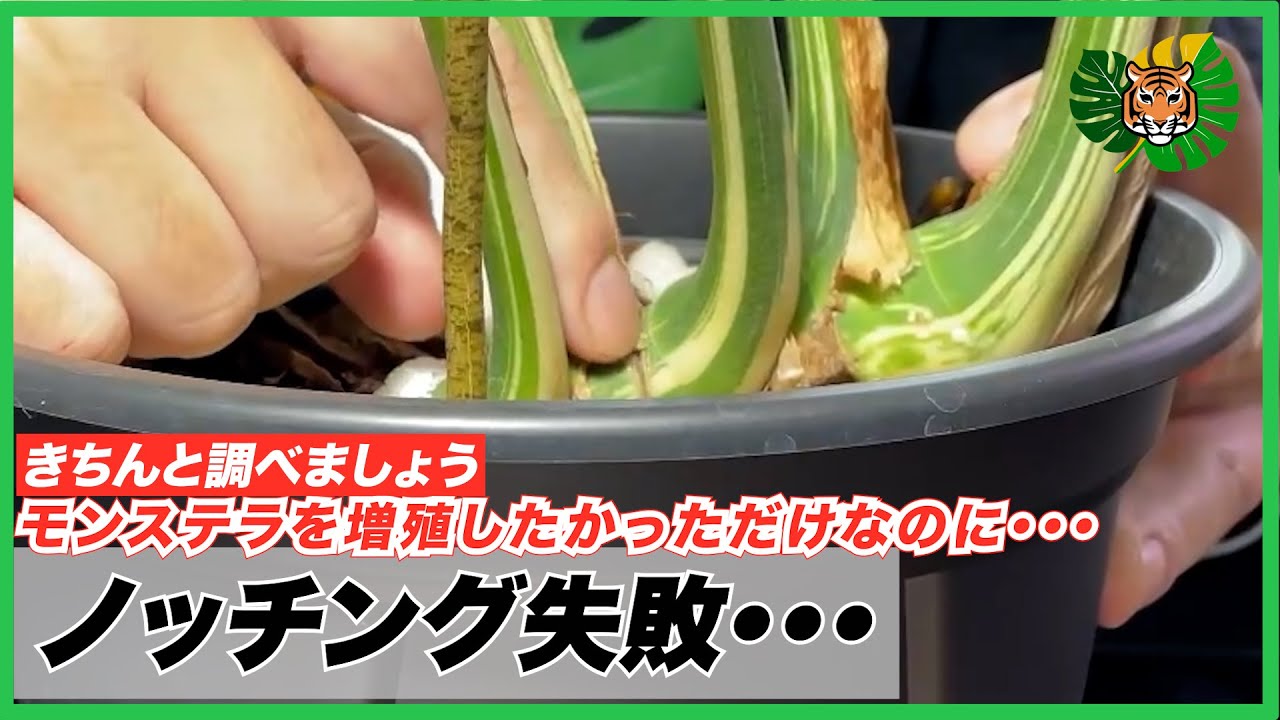 【ノッチング失敗】あまり調べずに高級モンステラをノッチングしたら無事に失敗しました・・・艶姿さんごめんなさい。ノッチングせずにカットしたベトシオーサからは無事に2芽が萌芽しました