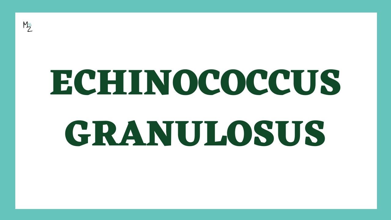 Паразитология Echinococcus granulosus | Жизненный цикл эхинококка | Собачий цепень | МЕДЗУХРУФ