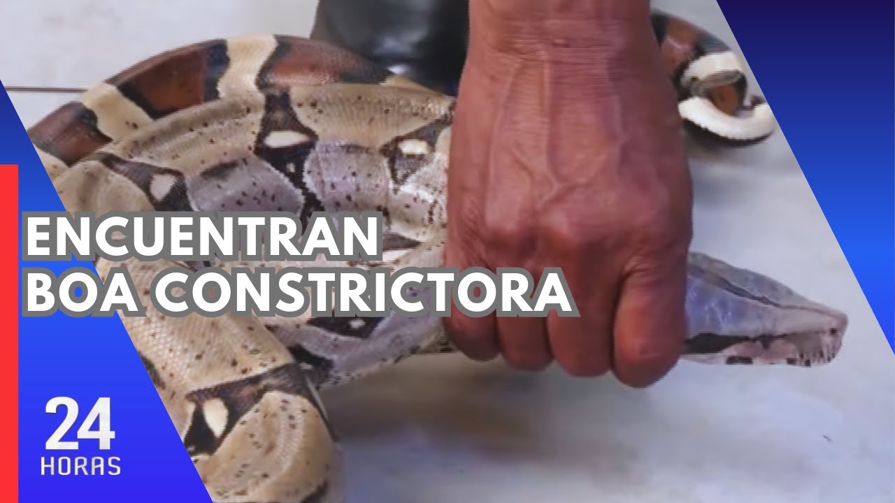 SERFOR se pronuncia por boa amazónica hallada en ribera del río Rímac