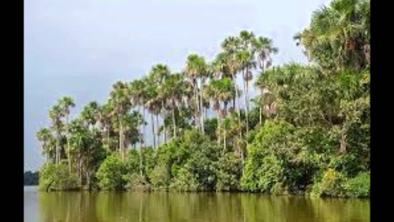 La Palma Real, (moriche), especies de la Amazonia Boliviana