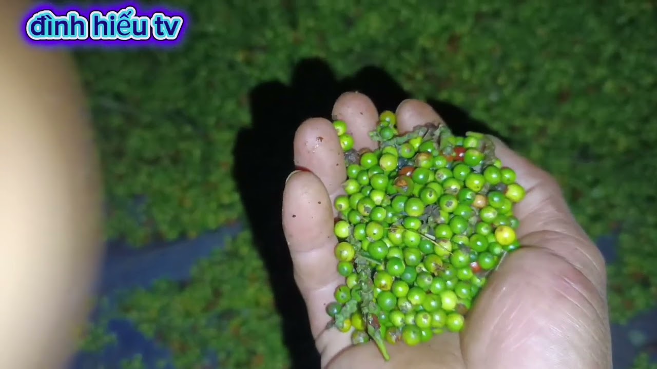 TỐI 26.2.2026.NÔNG DÂN GIA LAI VÒ TIÊU CHẤT LƯỢNG CAO 