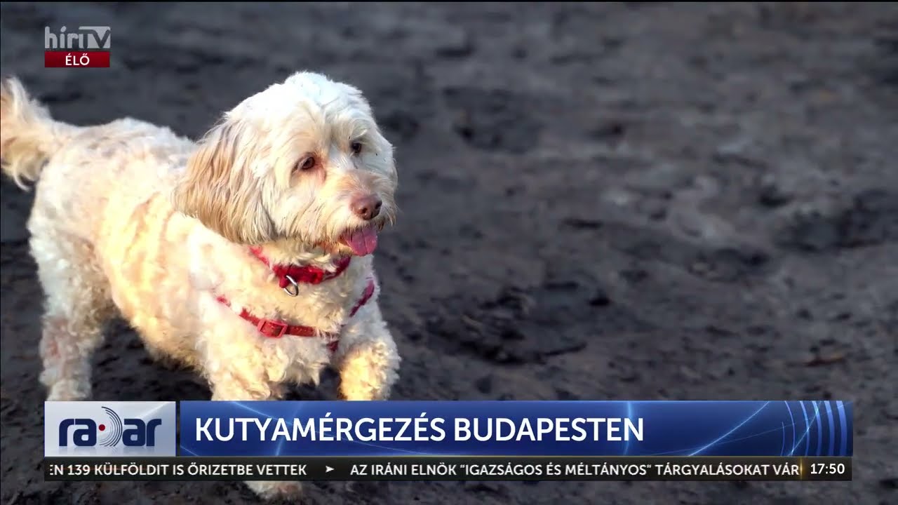 Kutyamérgezés Budapesten - HírTV