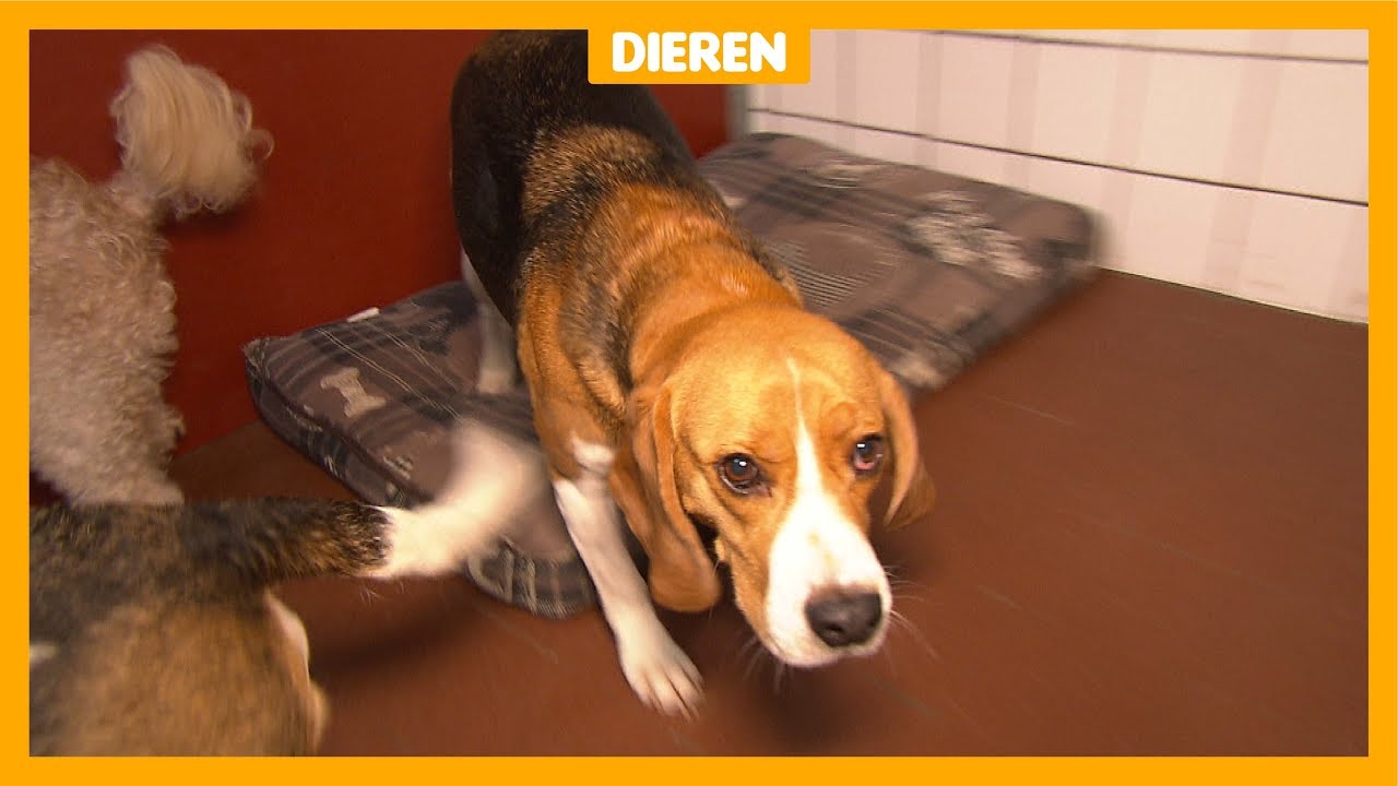 Deze dieren krijgen een stressvrij oud en nieuw