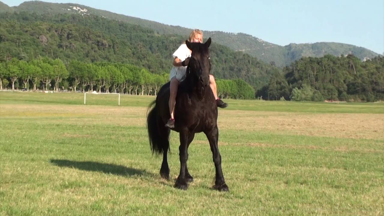 Galop en liberté - Frison