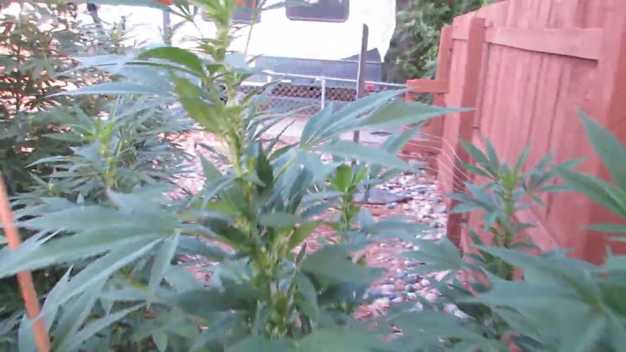Outdoor Cannabis Flowering Stage  Late August Garden Tour