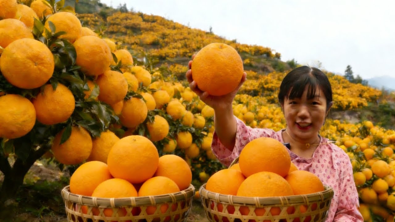 村里血橙 8 毛一斤没人要，漫山红果烂在地，进城秒变香饽饽，果农这下能睡着了！