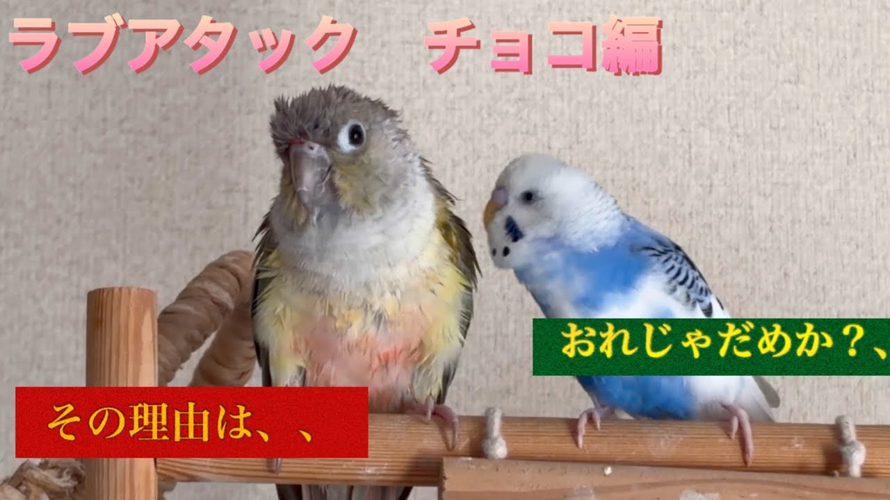 【インコ】ショートコント　チョコ&ディオ