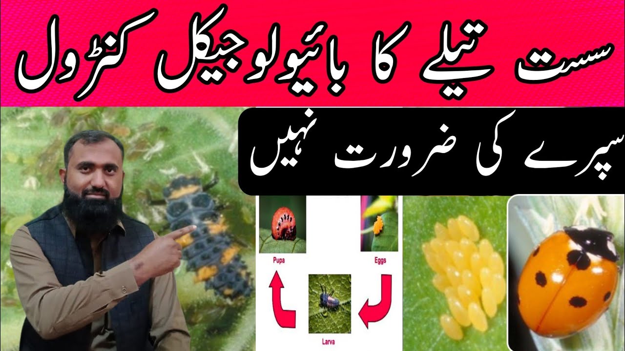 Biological Control of Wheat Aphid |Ladybird Beetle Eating Aphid | Bilal Kanju Official