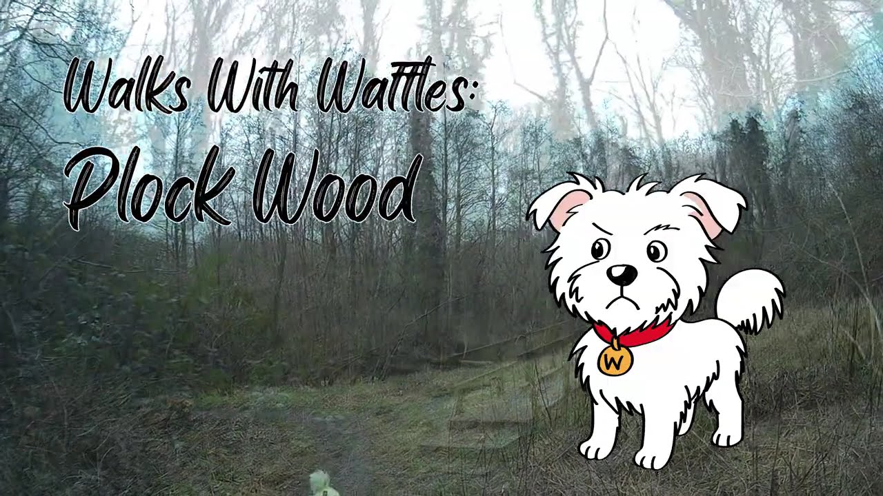 Walks With Waffles - Plock Wood
