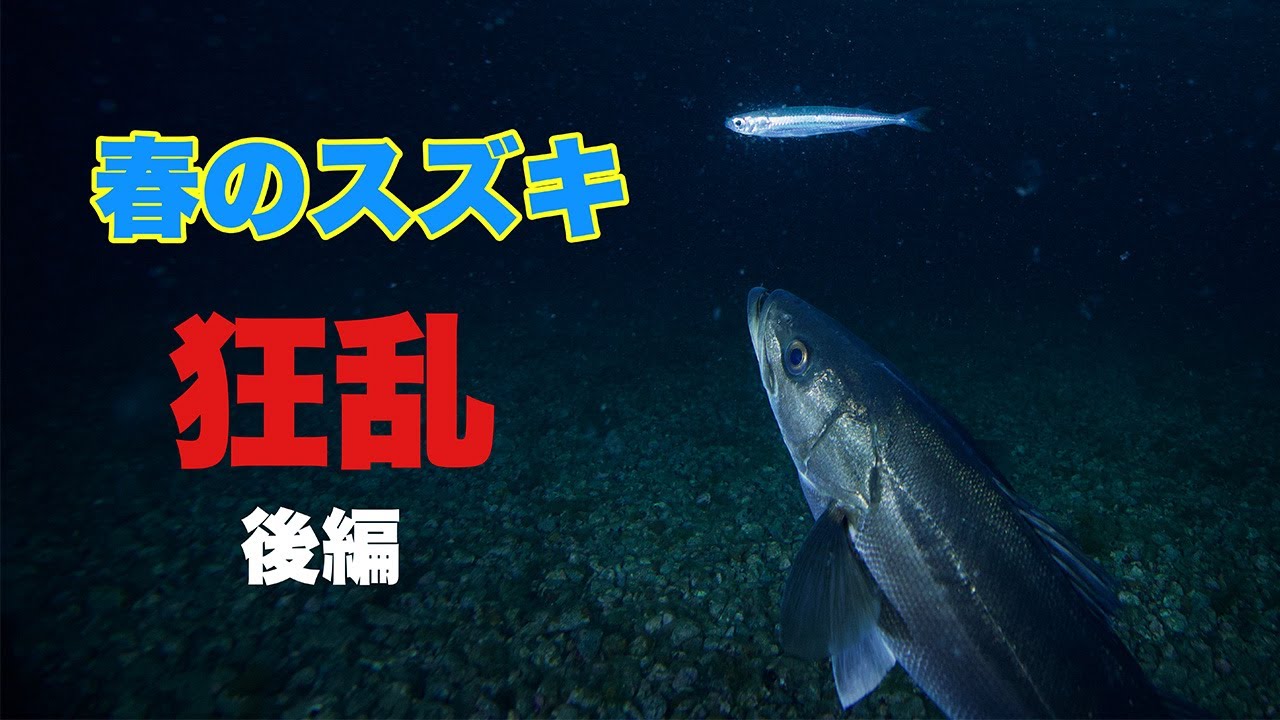 春のシーバス　狂乱　メートル級スズキの捕食シーン満載　水面へジャンプ　やっぱり毒フグ食べちゃう