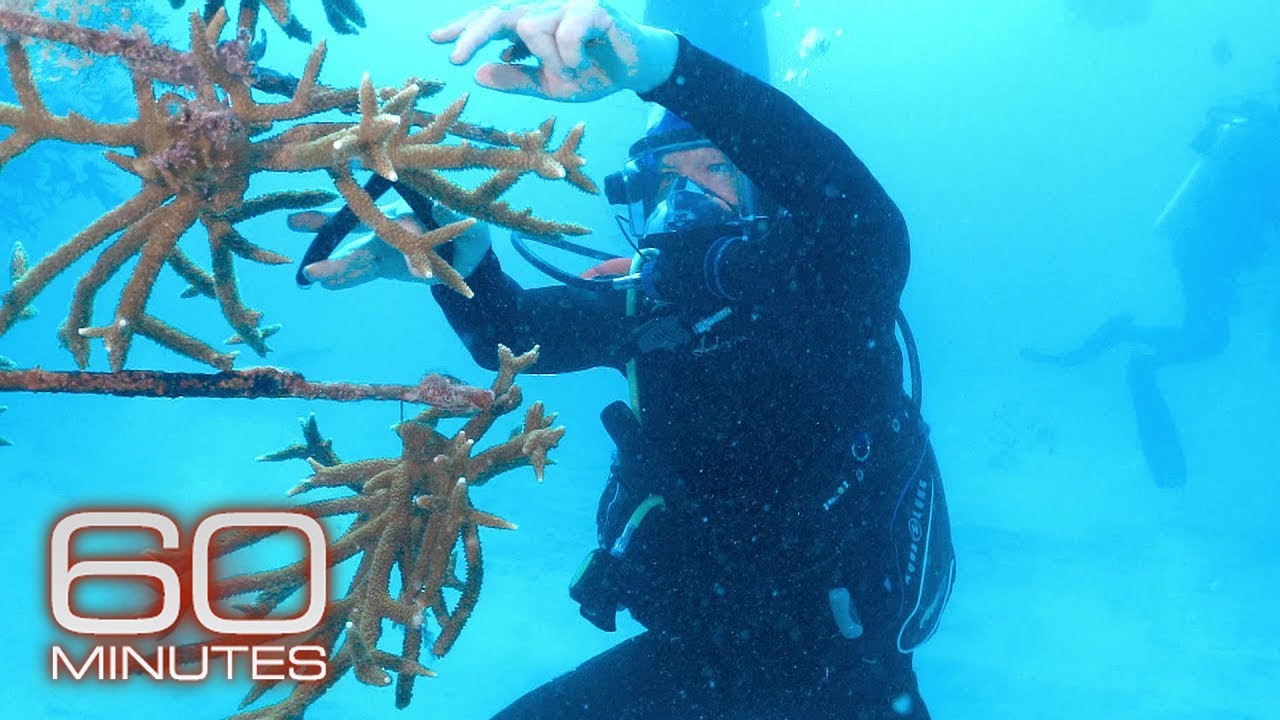 The innovative effort to restore reefs