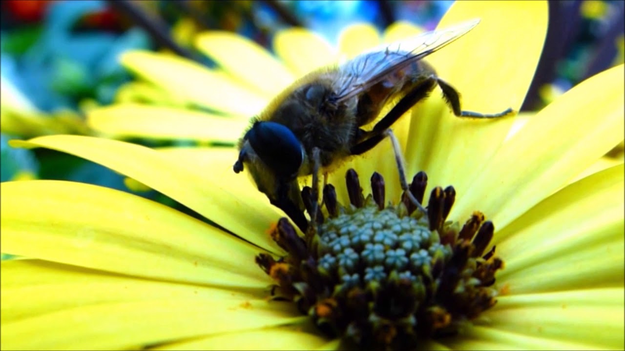 Pollen gathering