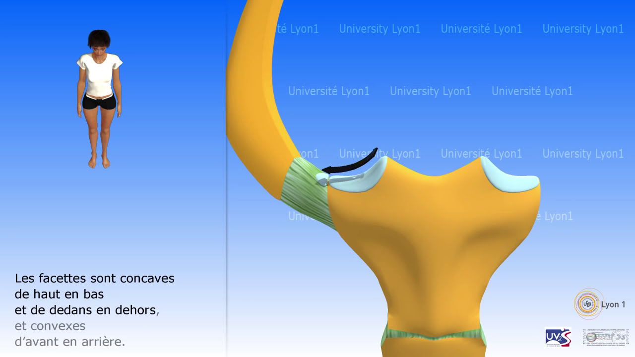 L'épaule: l'articulation sterno-costo-claviculaire