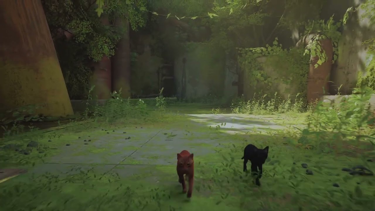 Stray_20220924102621