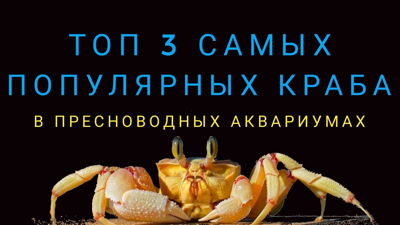 Топ 3 самых популярных краба.