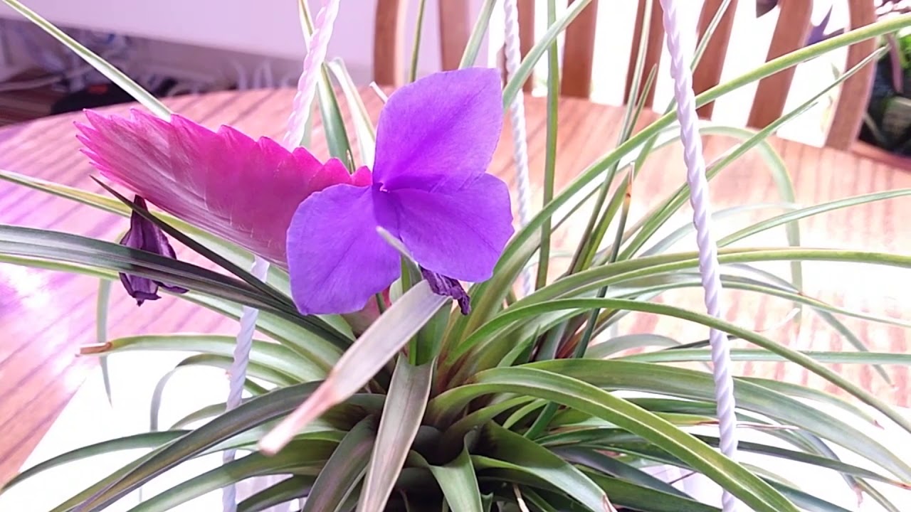 Тилландсия синяя Tillandsia cyanea Pink quill plant