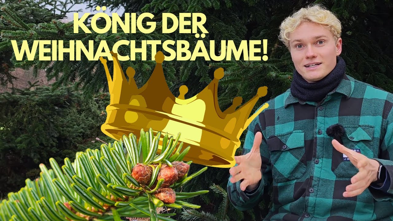 Nr.1 Weihnachtsbaum: 80% der Deutschen schwören auf die Nordmanntanne