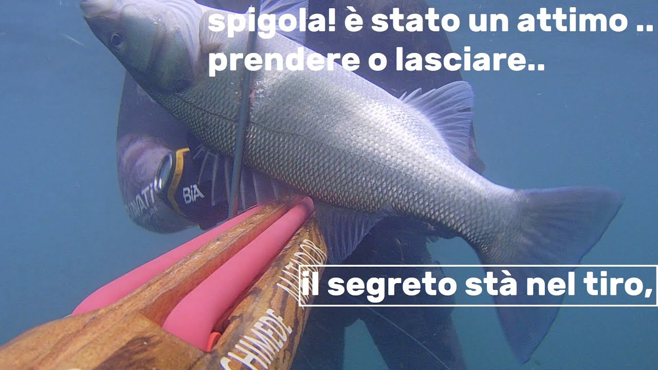 A caccia di spigole😎26/12/2025 venite con me nel bassofondo..#videopescasub 