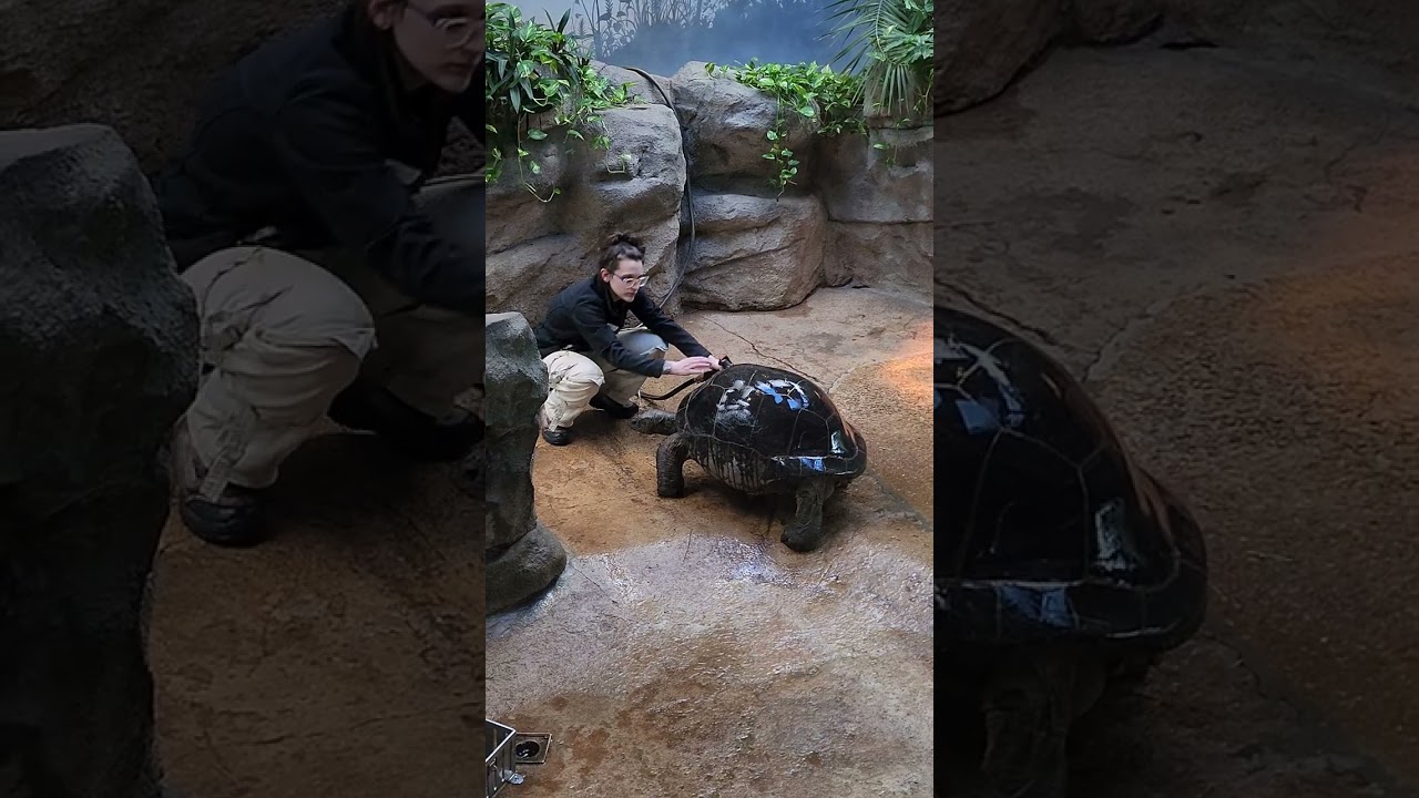 Do Tortoises Like Getting Baths? | St.Louis Zoo Fun