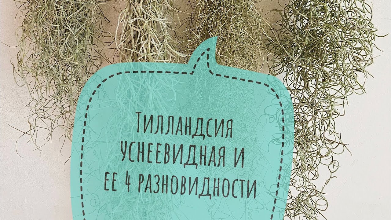 Тилландсия уснеевидная и её 4 разновидности