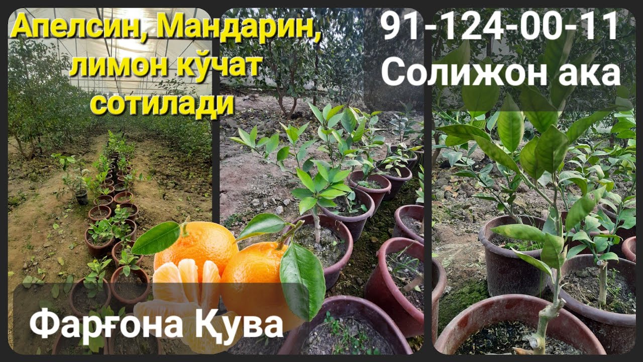 Мандарин, апелсин, лимон кўчат сотилади. 91-124-00-11