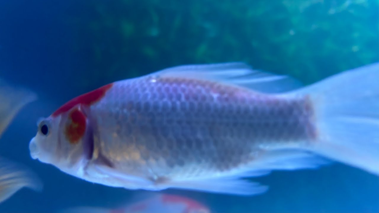 ASMR Whispering Waves is live | aquarium fish