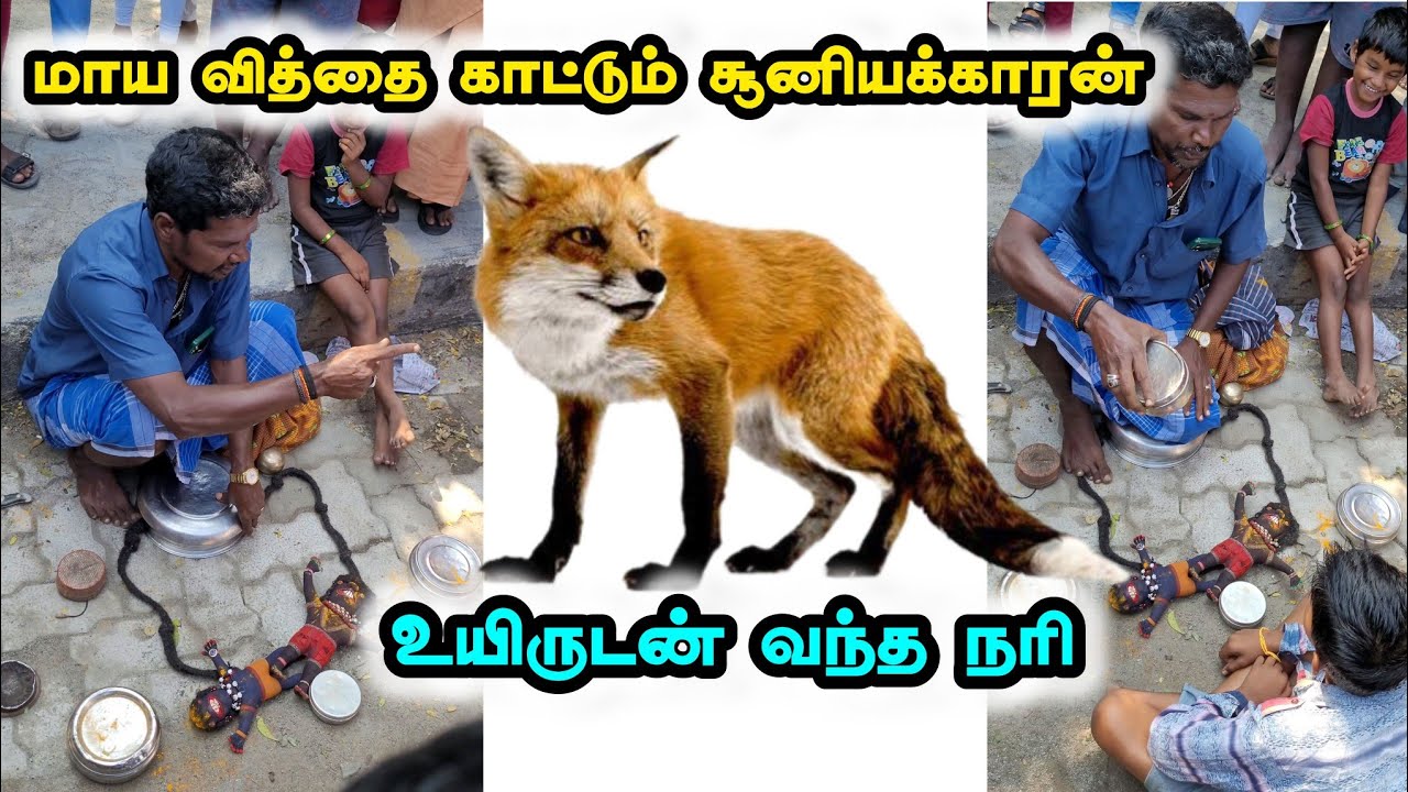 உயிருடன் வந்த நரி மாய வித்தை காட்டும் சூனியக்காரன்😱👹🖤 #tiruvannamalai #magic #magicvideo #girivalam