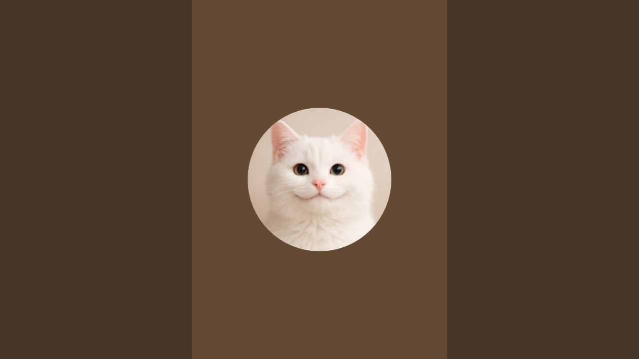 بيت القطط السعيدة 🏘 happy cats house  est en direct !