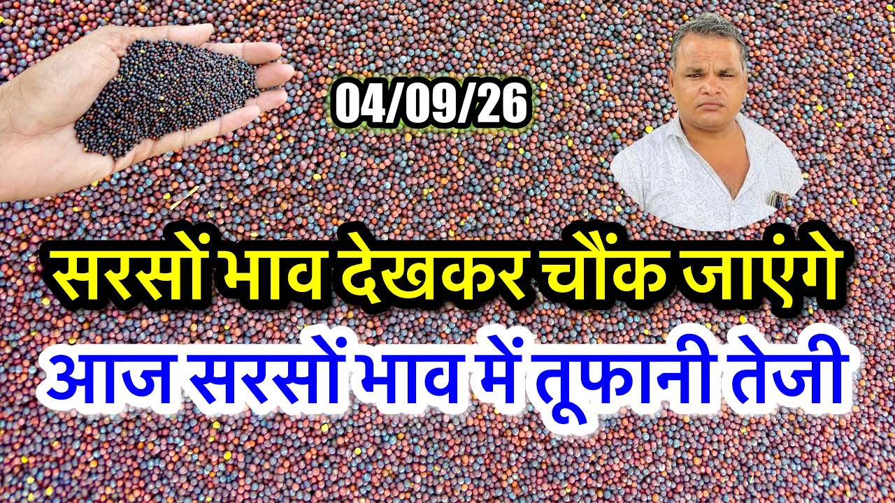 सरसों में तूफानी तेजी! Aaj Ka Sarson Ka Bhav, Sarso Ka Rate Today, ताजा सरसों भाव अलवर भरतपुर मंडी |