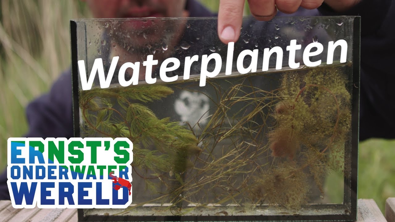 Zonder WATERPLANTEN is het saai! #29 Ernst's OnderWaterWereld
