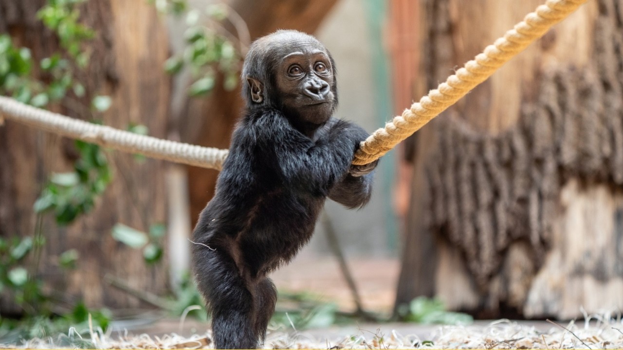 Mobi the Gorilla: From First Steps to Hanging with Monkeys!