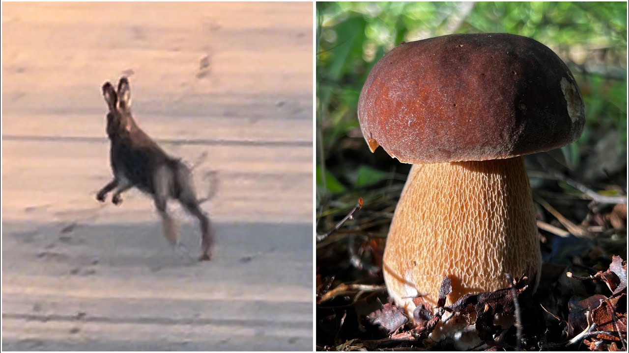 ЗАЯЦ повёл на свои грибные места , а я и не против ! За белыми грибами на рассвете ! Грибы 2024 !