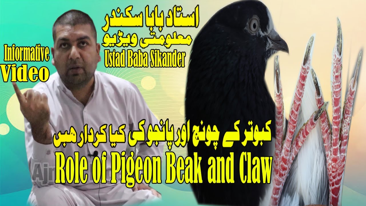 Ustad Baba Sikander| Kabotar Ki Chonch Or Panje Kiya Kerdar|Pigeon Beak and Claw |Informative Video