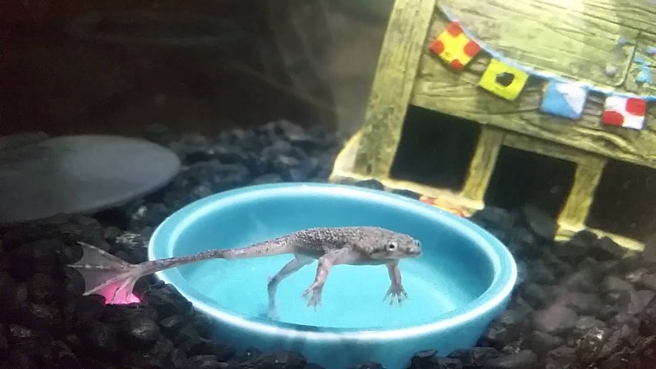 African Dwarf Frog Singing!